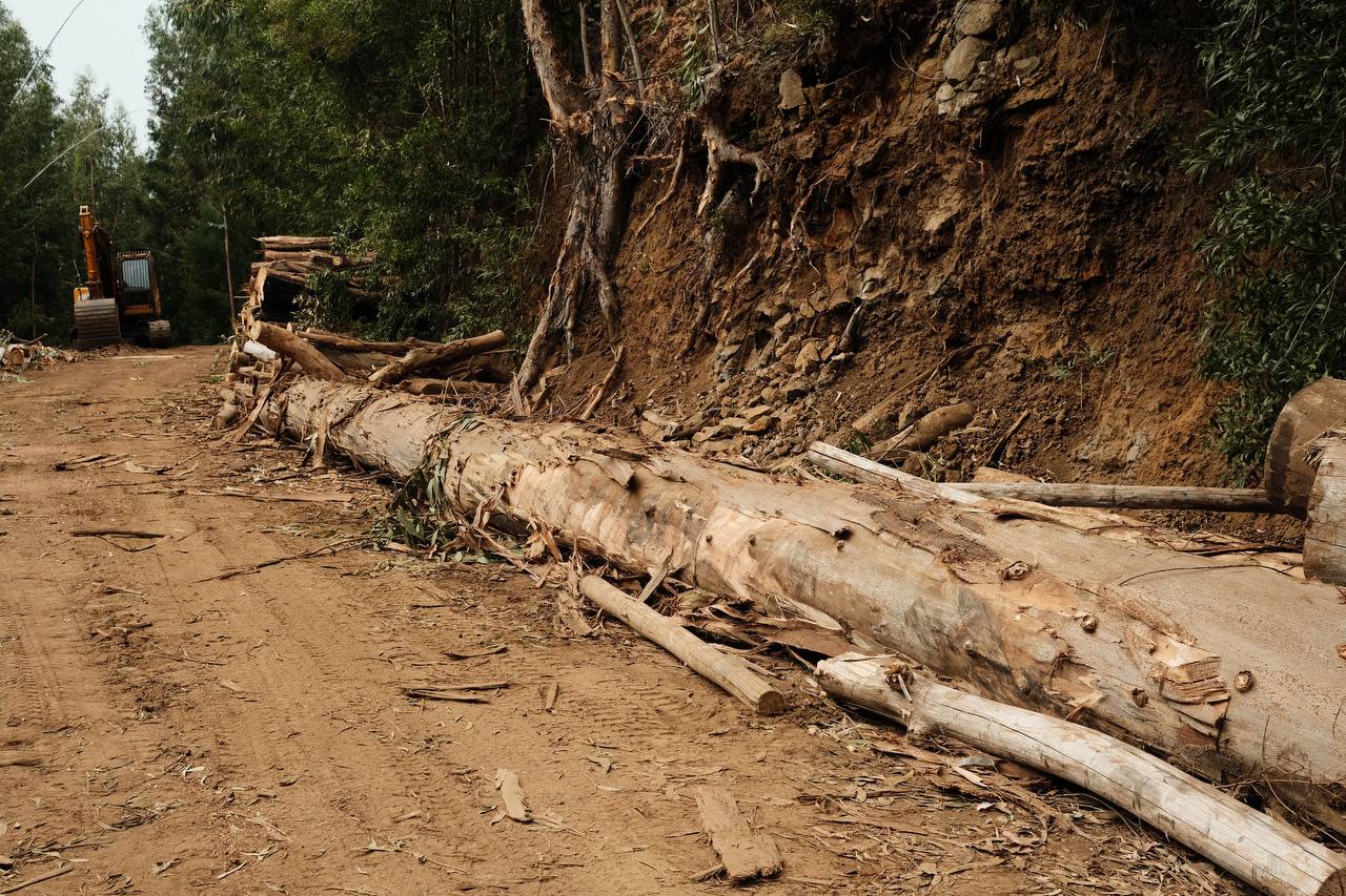 Madeira/Nature destroying #cinematiclife