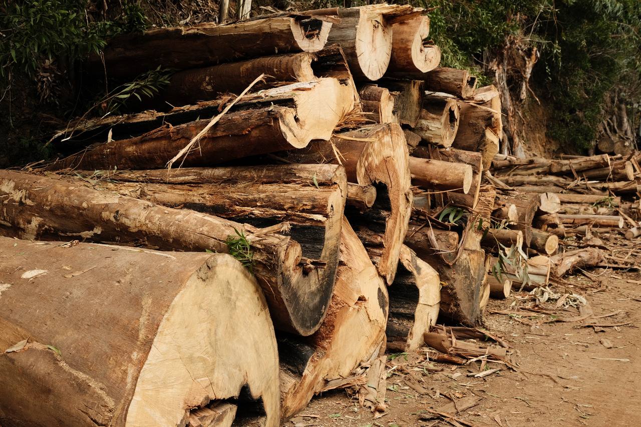 Madeira/Nature destroying #cinematiclife