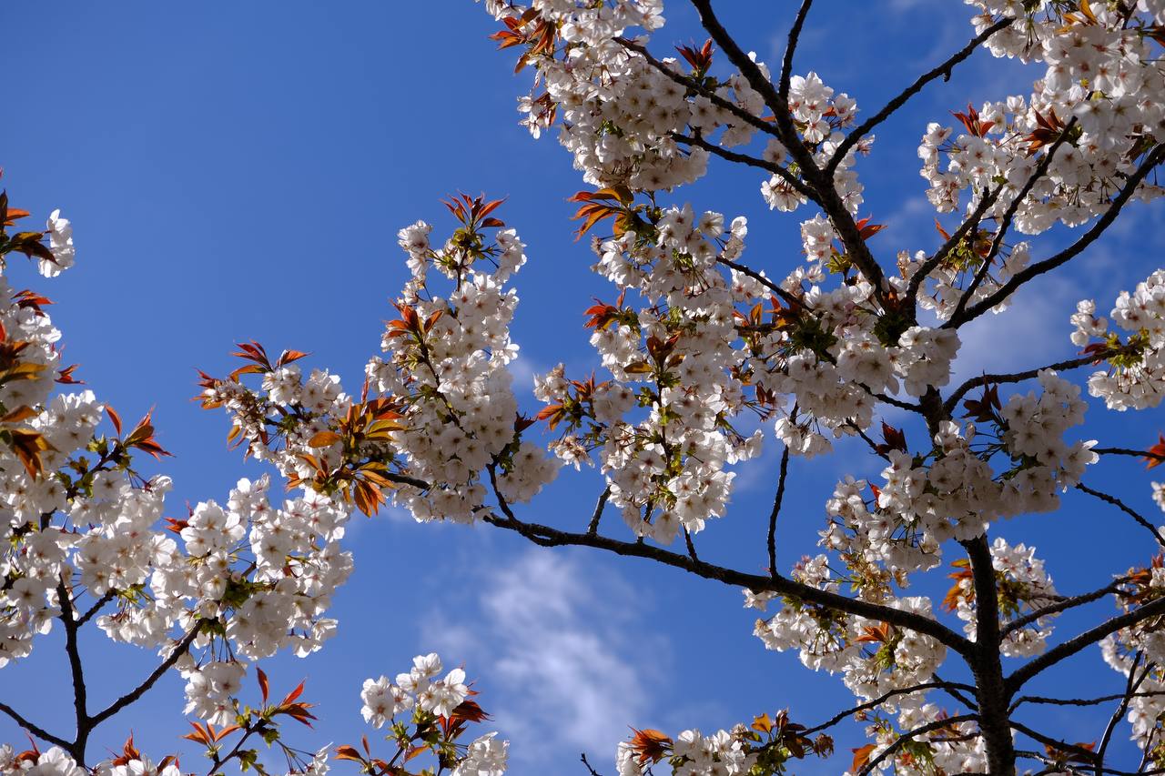 #sky #bloom #flowers #sakura