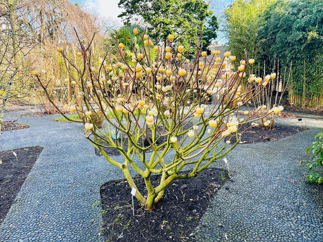 Botanic Garden.