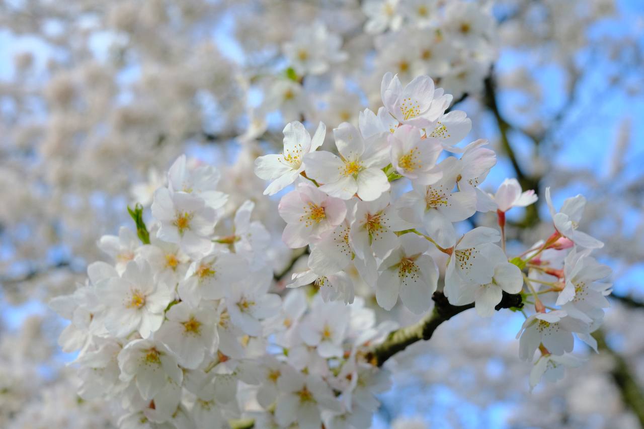 Bloesempark, Amsterdam Sakura blooming #cinematiclife