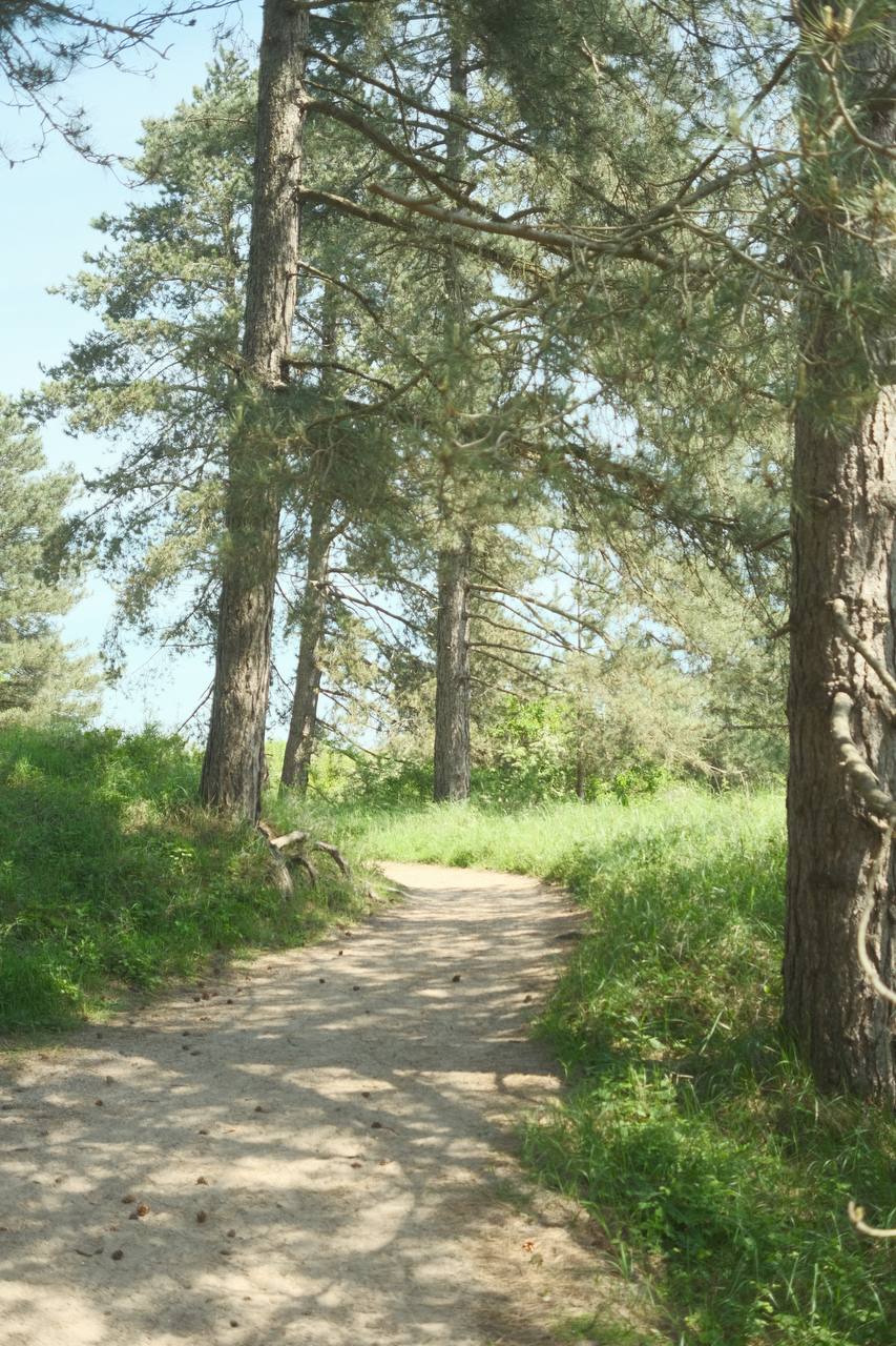 Nationaal Park Zuid-Kennemerland #cinematiclife