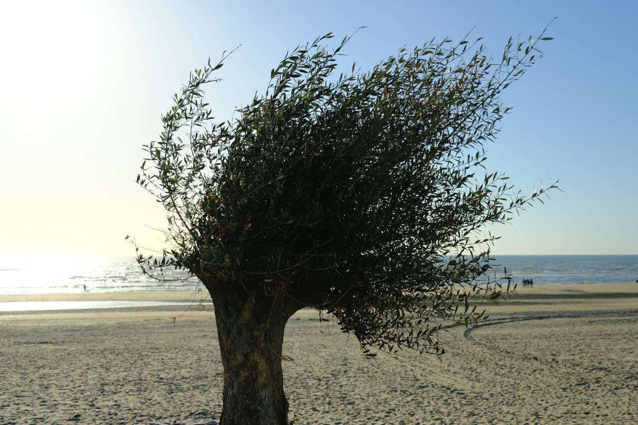 #zandvoort #beach #netherlands