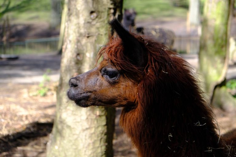 #alpaca