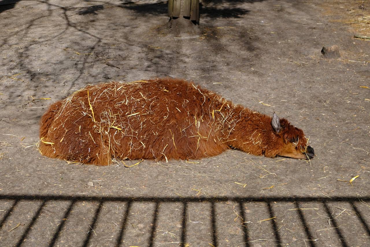 #alpaca