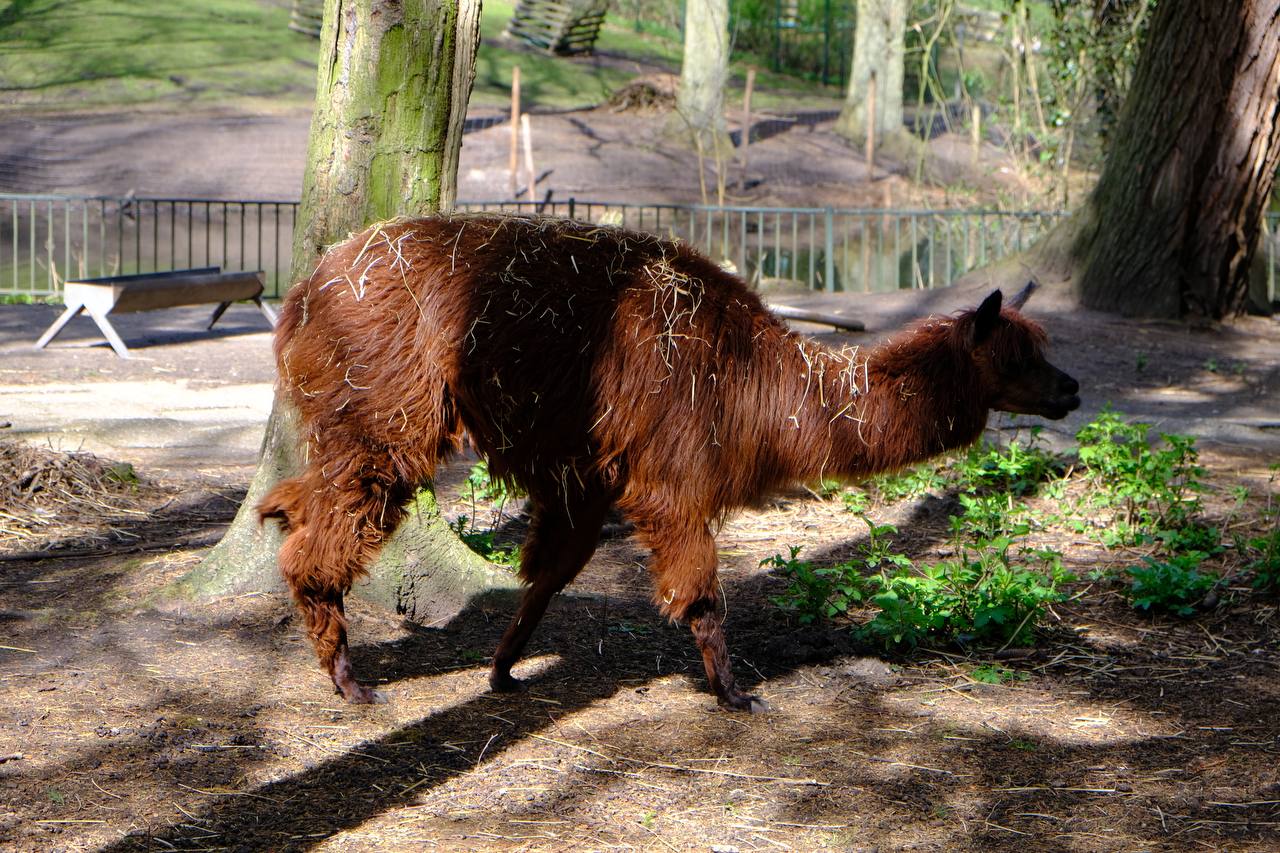 #alpaca