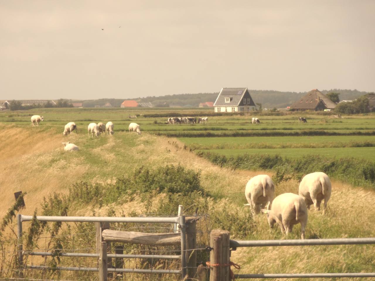 #texel #netherlands