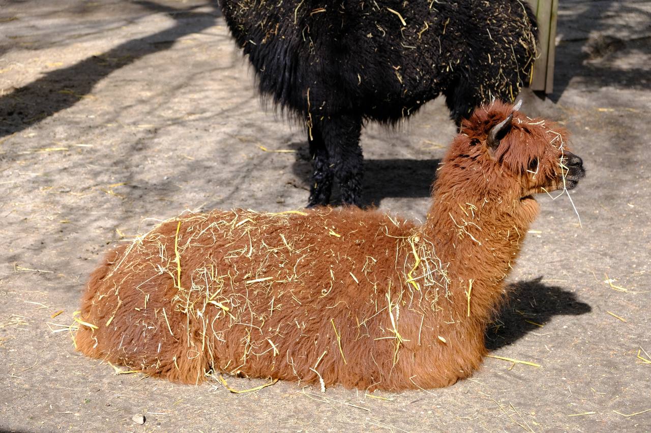#alpaca