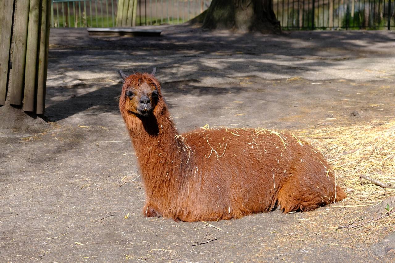#alpaca