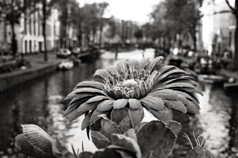 #amsterdam #walk
