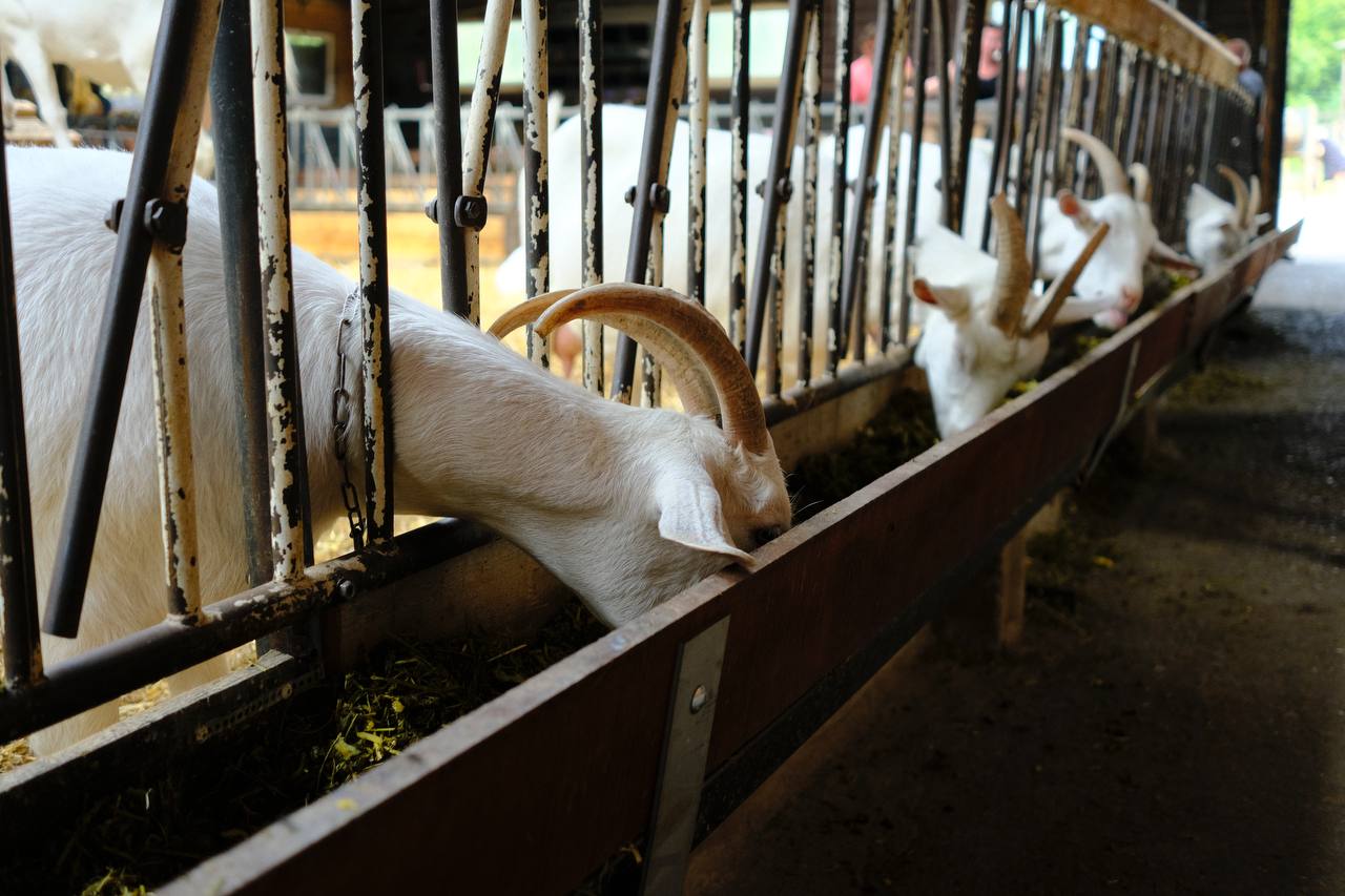 🐐 Goatfarm Ridammerhoeve