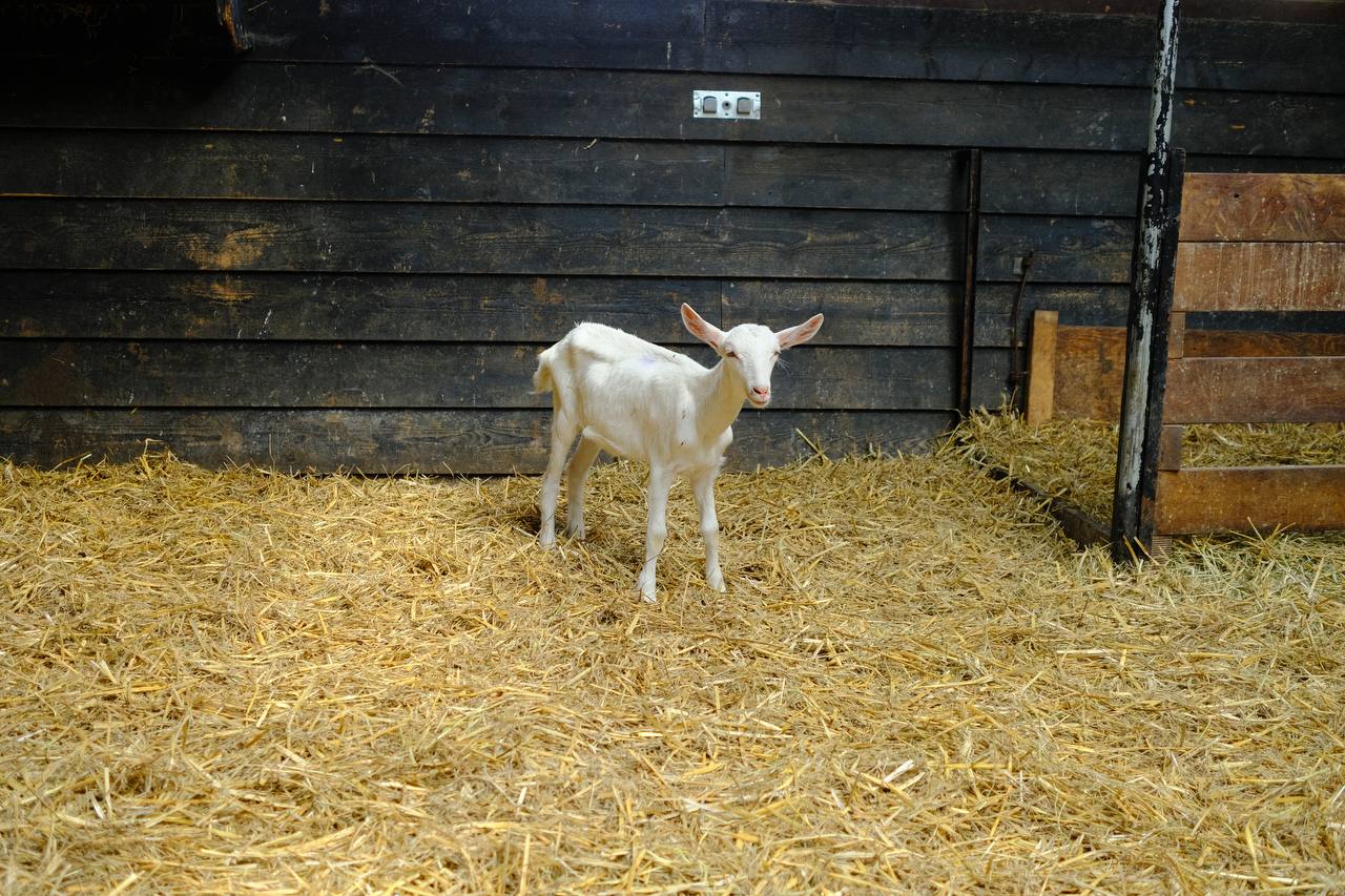 🐐 Goatfarm Ridammerhoeve