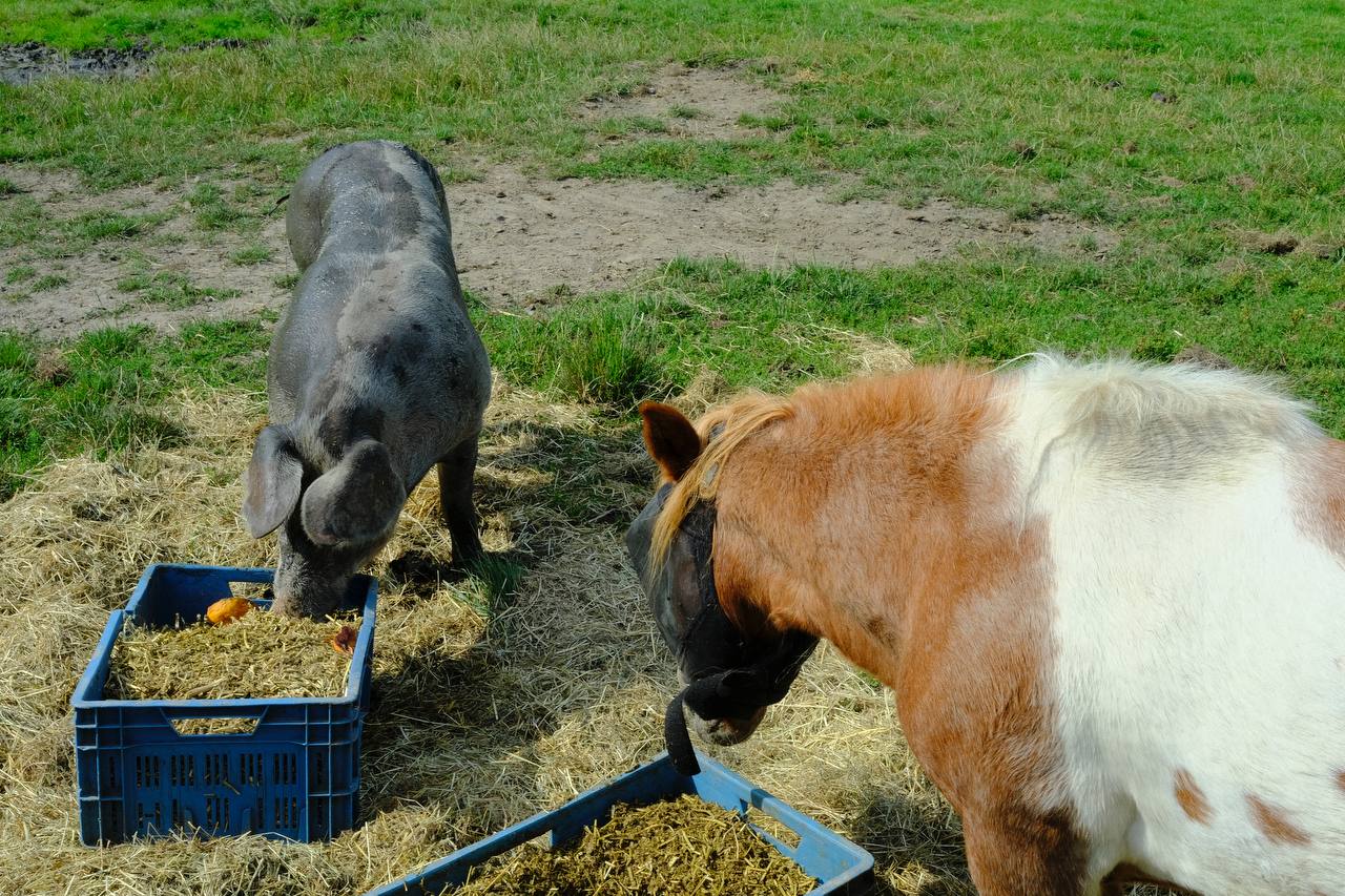 🐐 Goatfarm Ridammerhoeve
