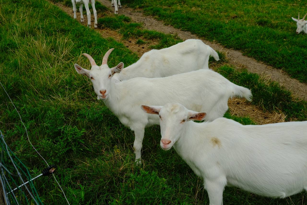 🐐 Goatfarm Ridammerhoeve