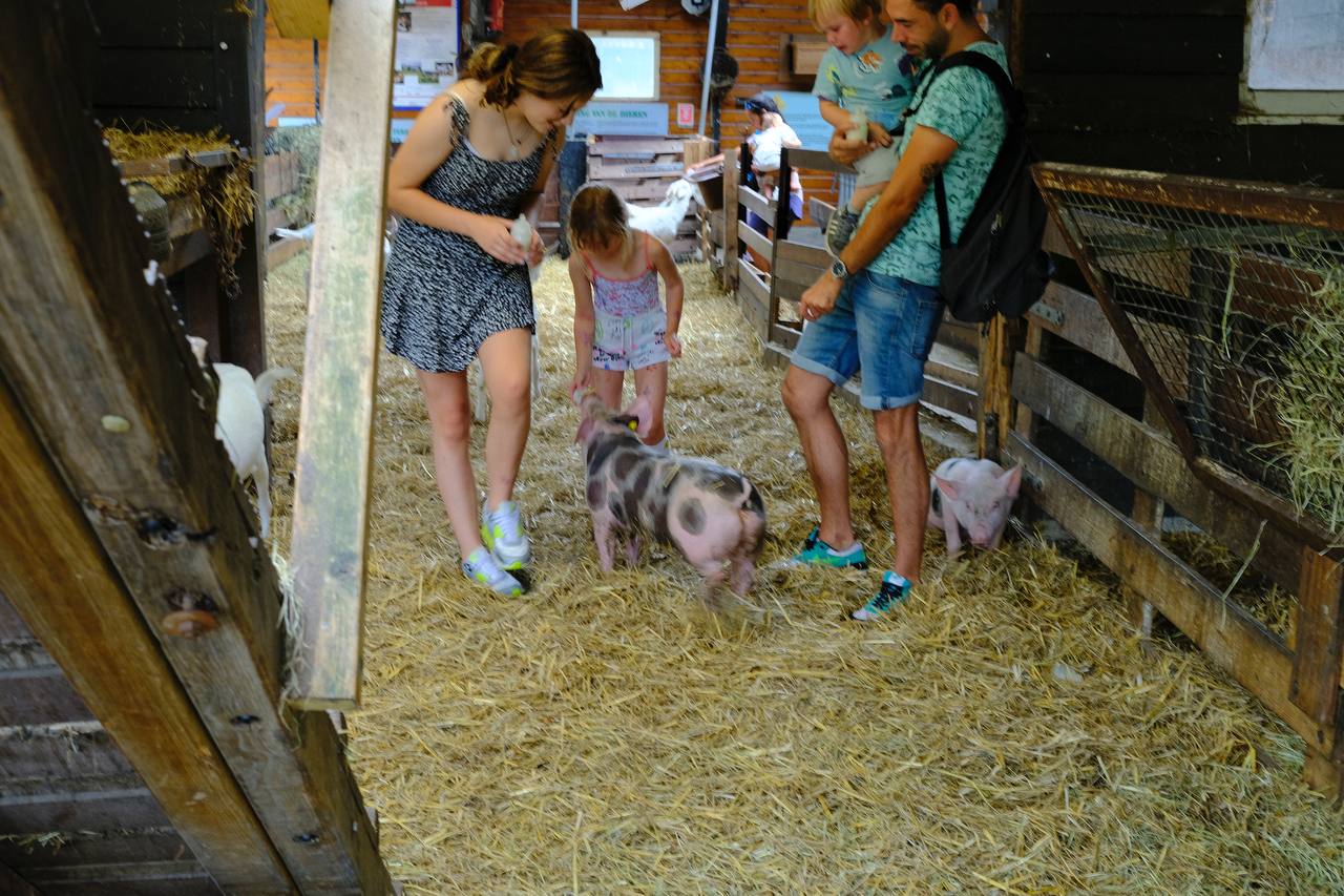 🐐 Goatfarm Ridammerhoeve