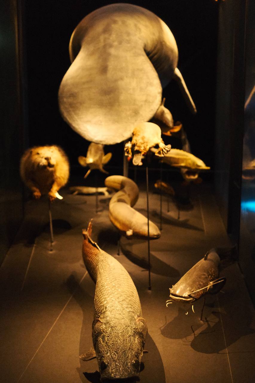 Naturalis Biodiversity Center #cinematiclife