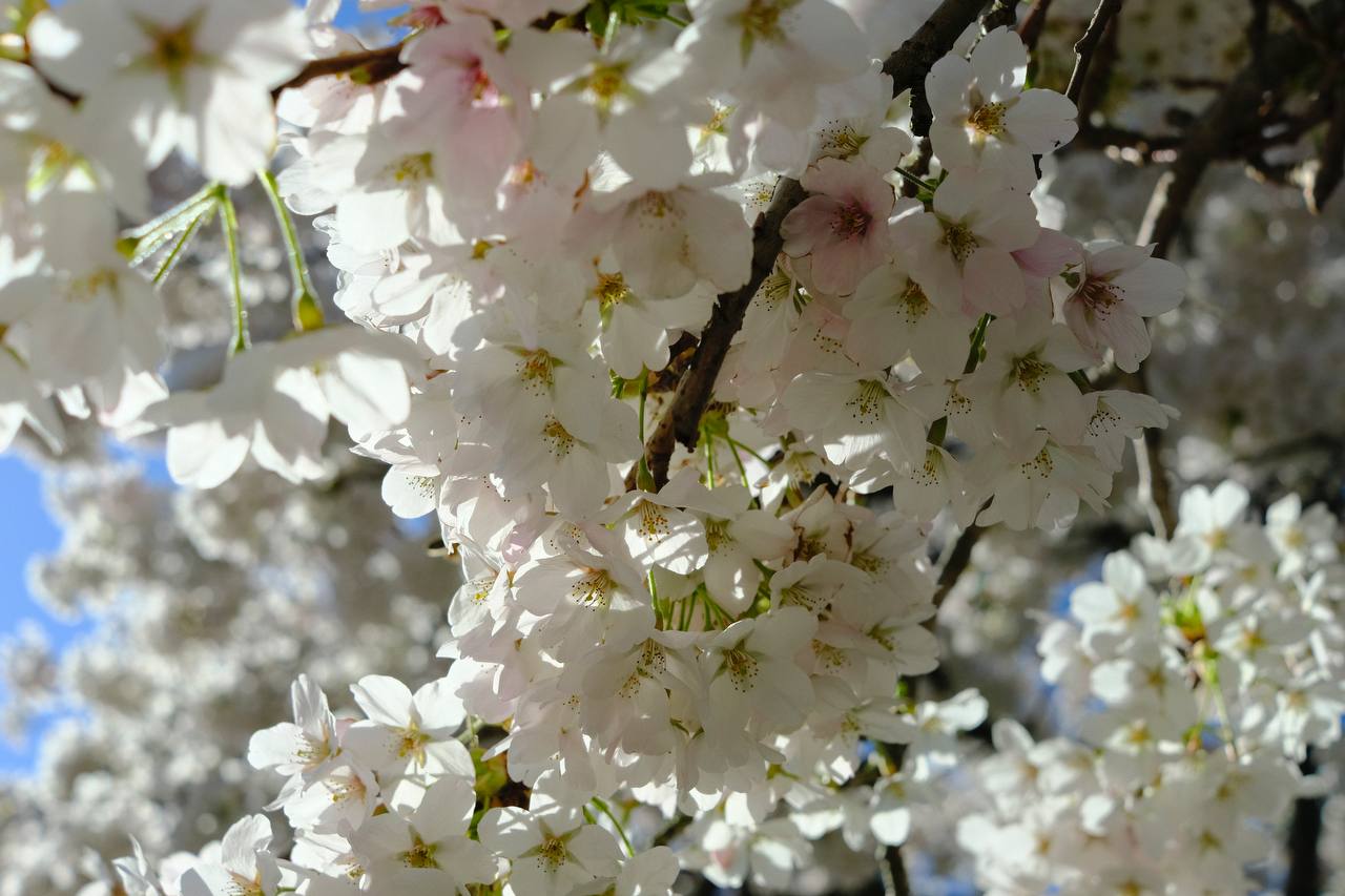 Cherry blossom, Den Haag #cinematiclife