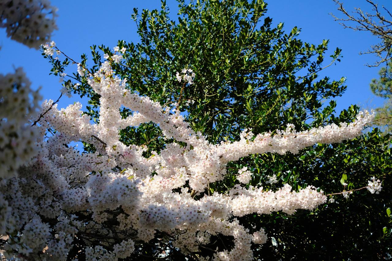 Cherry blossom, Den Haag #cinematiclife