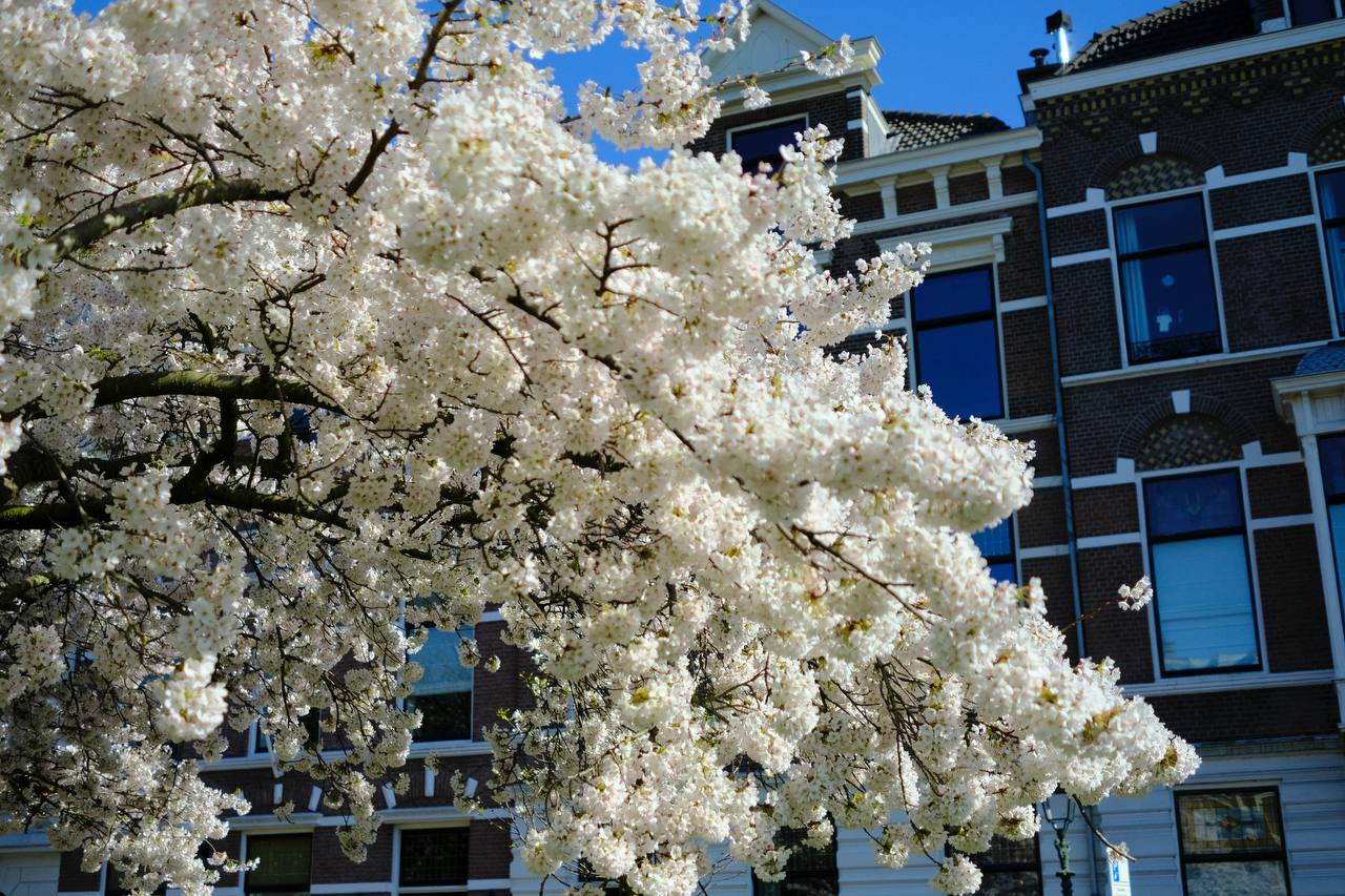 Cherry blossom, Den Haag #cinematiclife