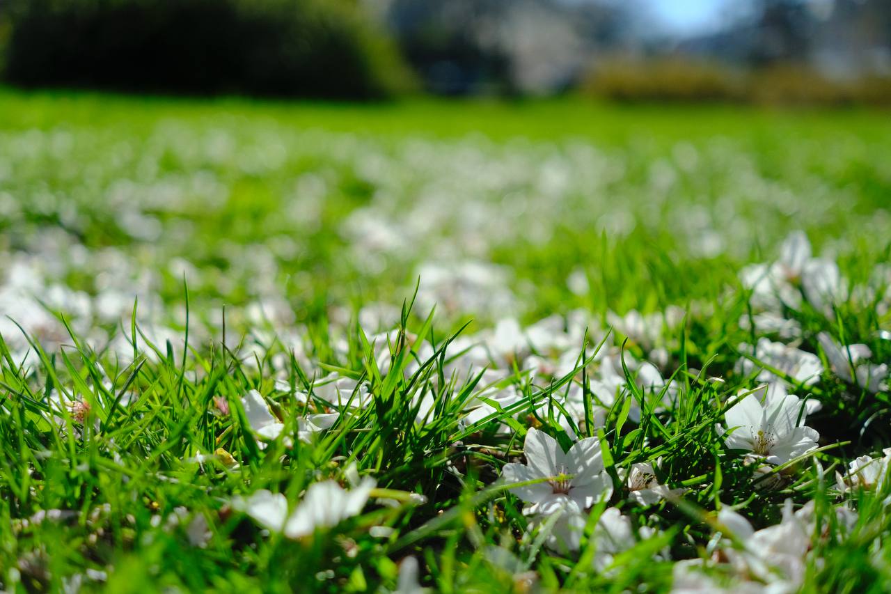 Cherry blossom, Den Haag #cinematiclife