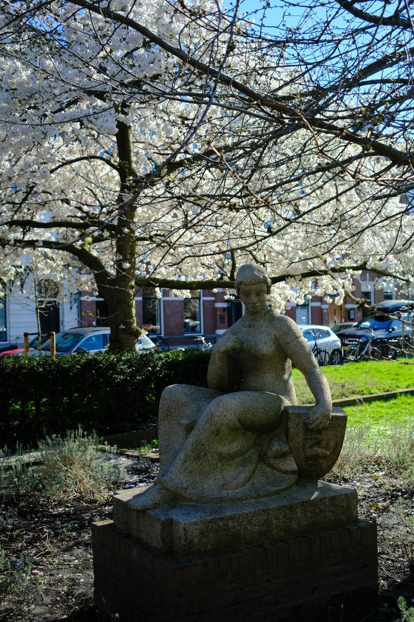 Cherry blossom, Den Haag #cinematiclife
