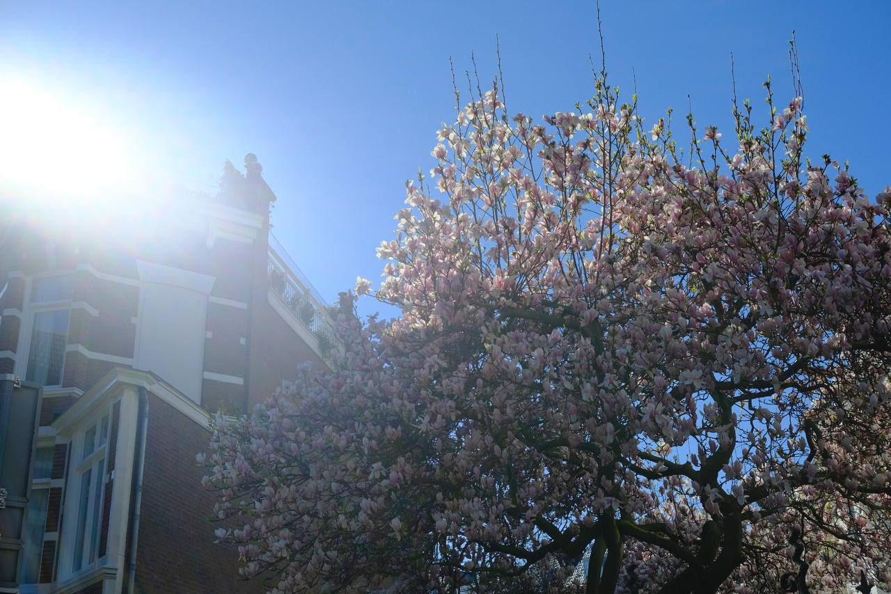 Cherry blossom, Den Haag #cinematiclife