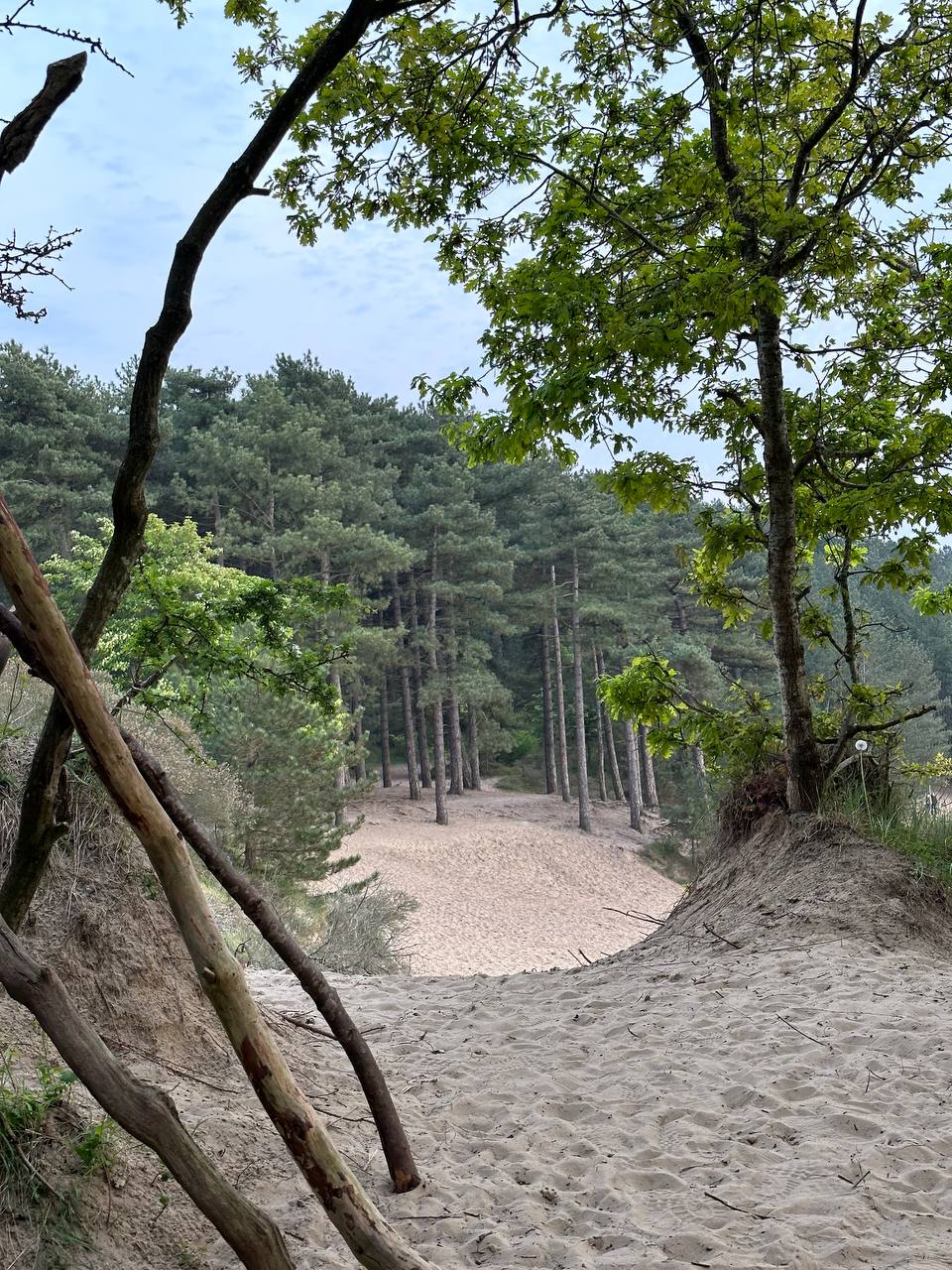 Nationaal Park Zuid-Kennemerland #cinematiclife